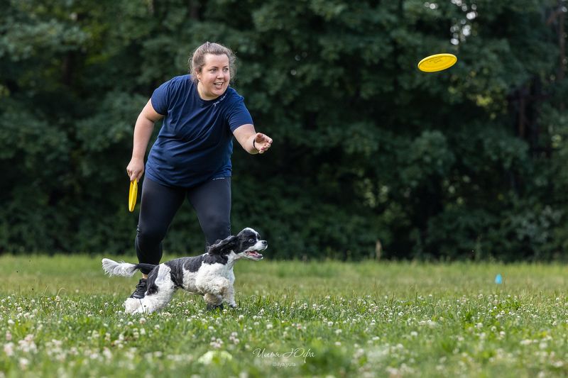 фризби,собаки,соревнования,discdog,dogfrisbee,dogsport,doglife,спортссобакой,спортивнаясобака,догфризби,человексобакедруг,dogtricks,sportdog,happydogs,догфризбиклубпетергоф,догфрисби photo preview