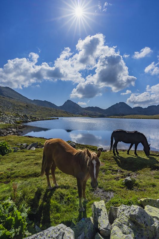 landscape nature vertical hiking lake horses Horsesphoto preview