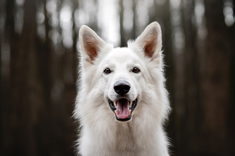 собака анималистика портрет осень овчарка Портрет Джекаphoto preview