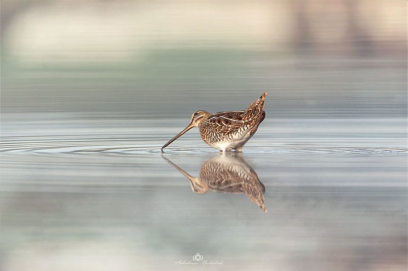 Kszyk (Gallinago gallinago)photo preview