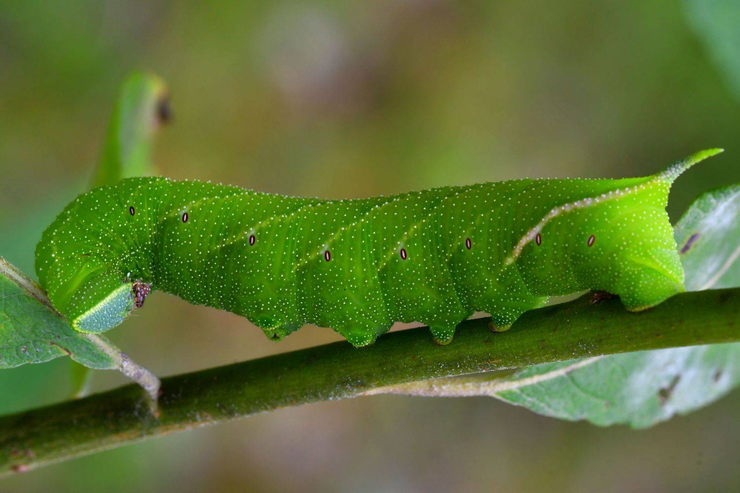 , Корнейчук Игорь