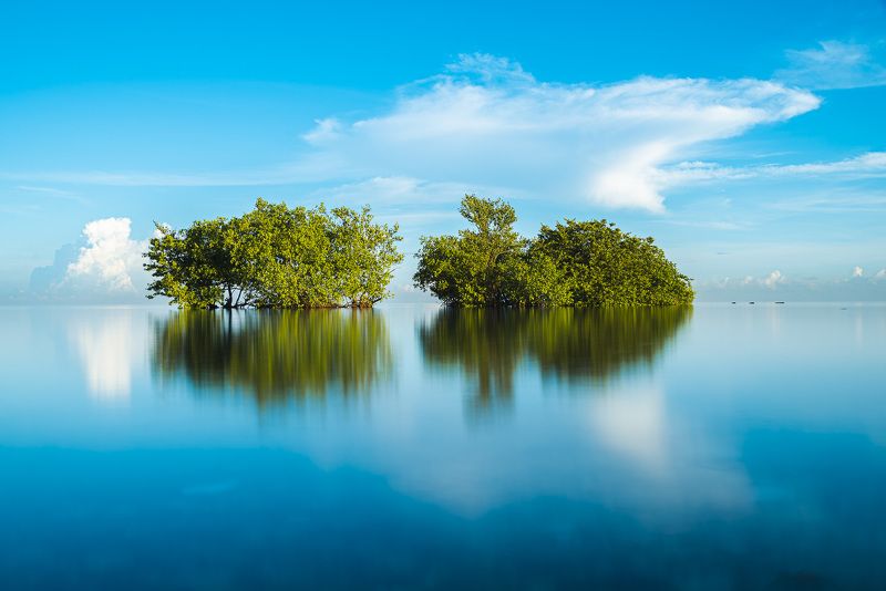 nature mangroves caribbean tide  mangrovesphoto preview