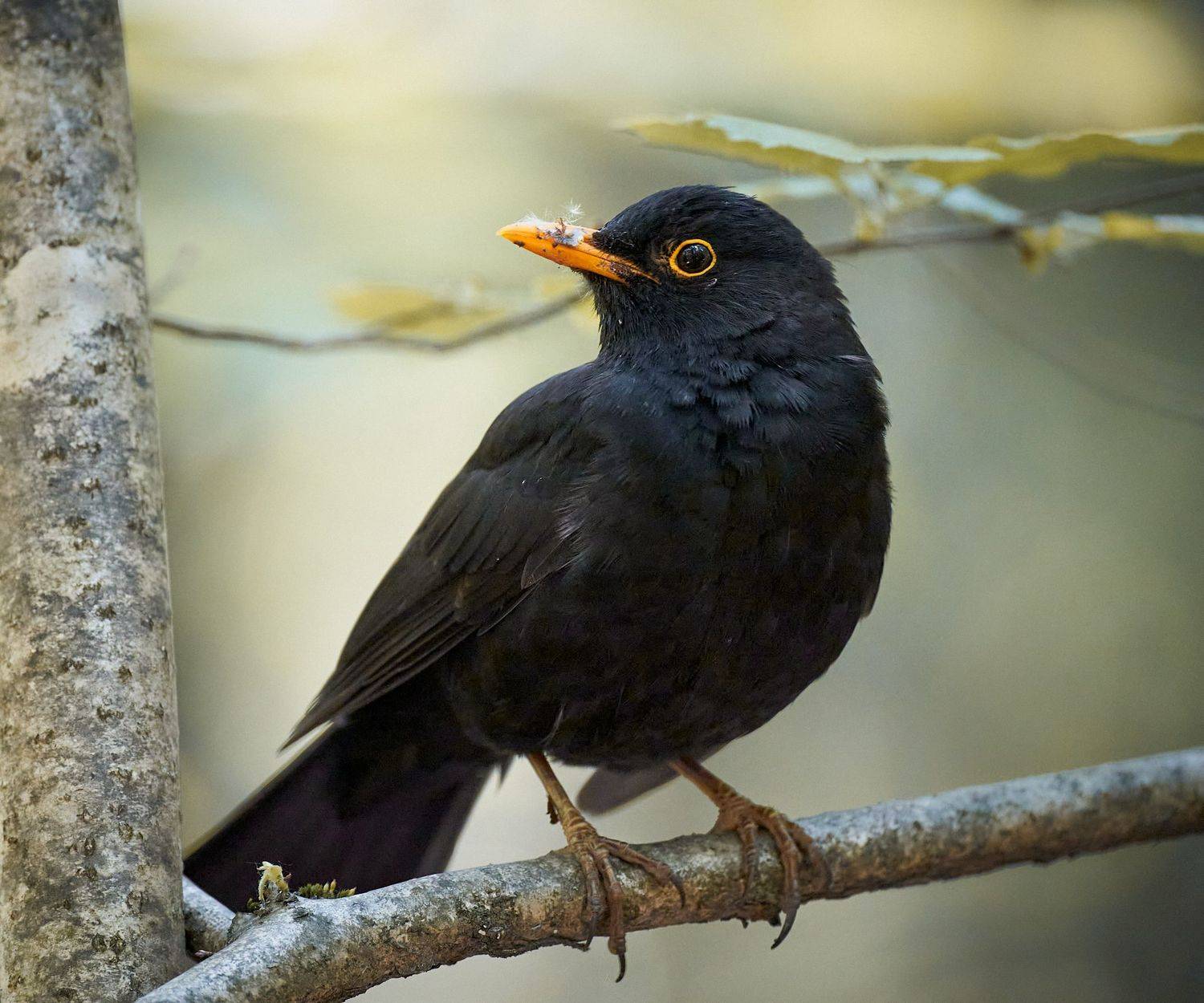 Черный дрозд. Автор: Mikhail Khmelevskiy дрозд, черный дрозд, птица, черная птица, птица на ветке, Mikhail Khmelevskiy