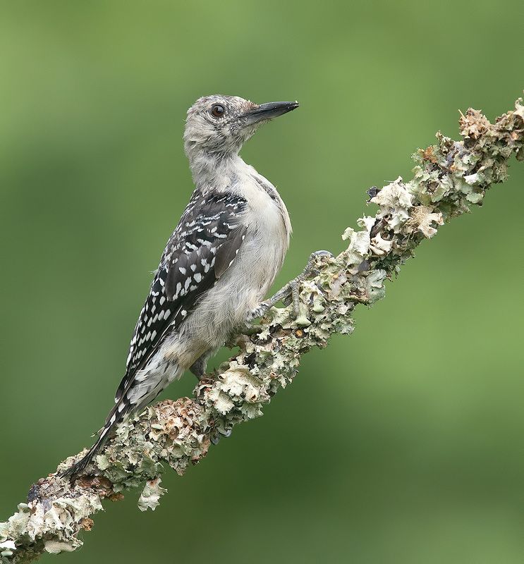дятел, каролинский меланерпес, red-bellied woodpecker, woodpecker Juvenile -Red-bellied Woodpecker. Каролинский меланерпесphoto preview