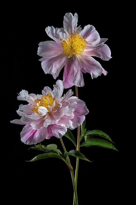 пионы, лепестки, флора, цветы, цветение, цветок Лохматые...photo preview