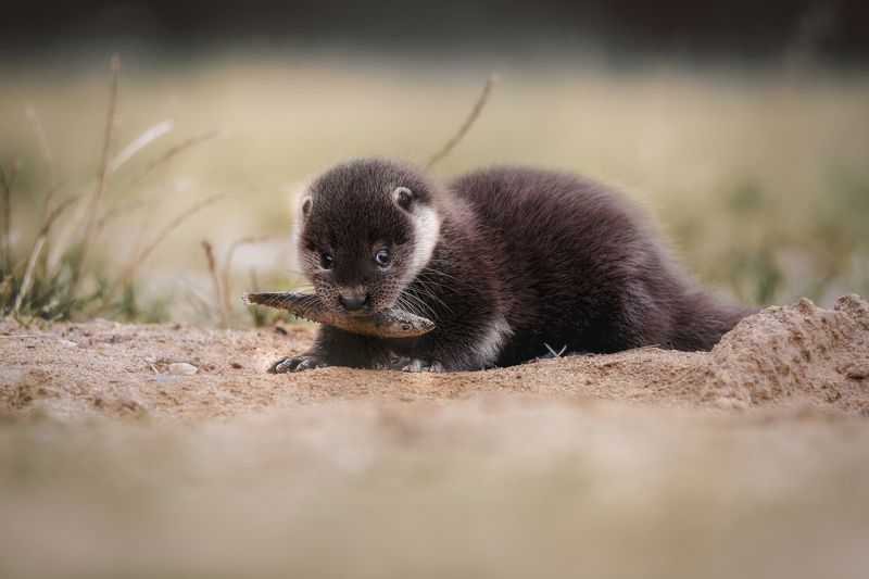 otter, river otter, animal, mammal, nature, prey Little river otter photo preview