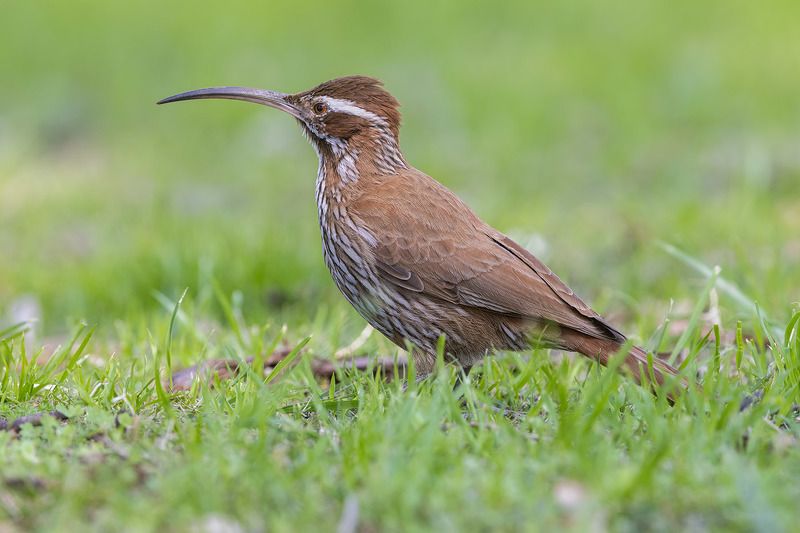 птицы, уругвай ***photo preview