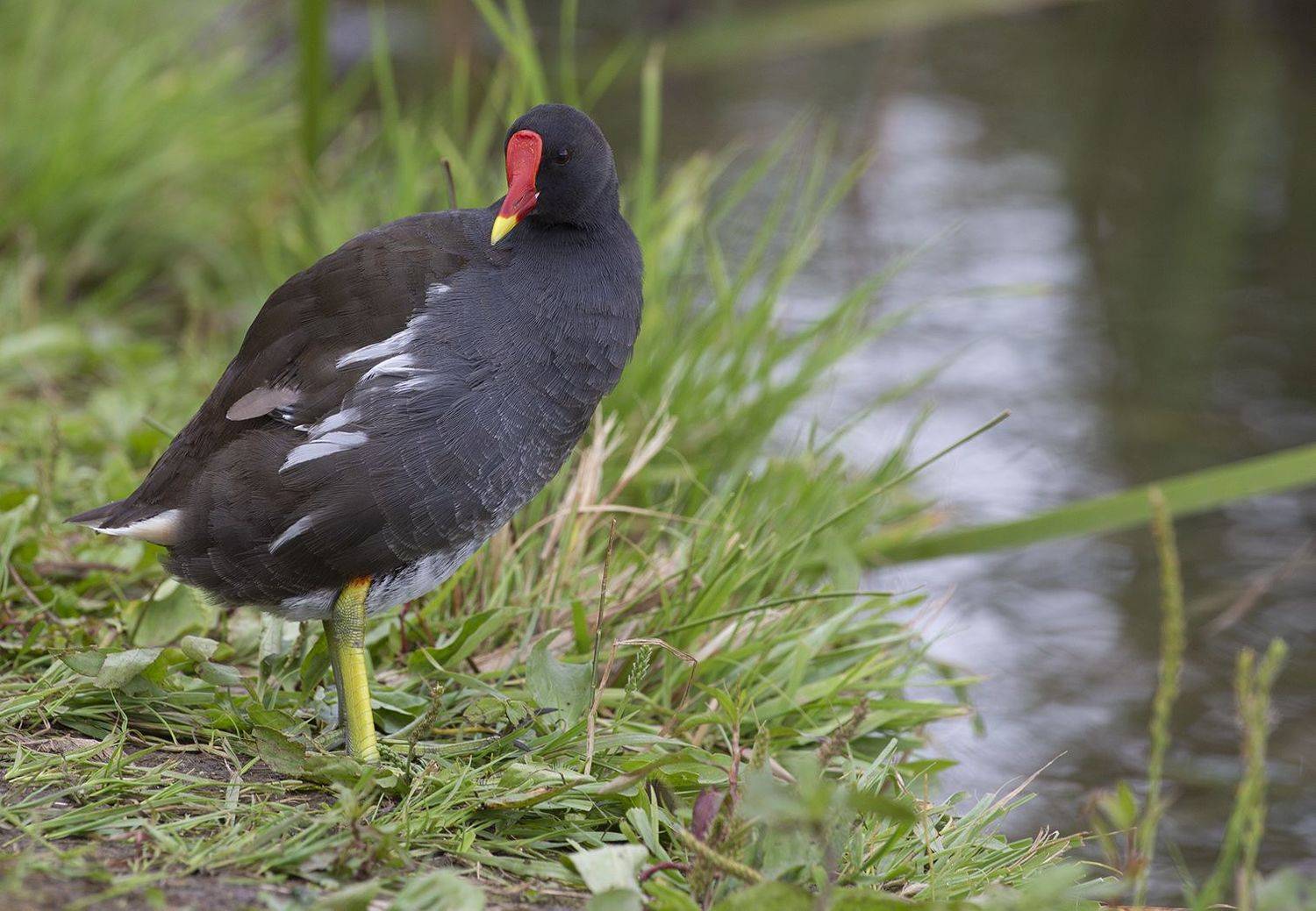 камышница, , болотная, курочка, gallinula, chloropus, Евгений Слободской