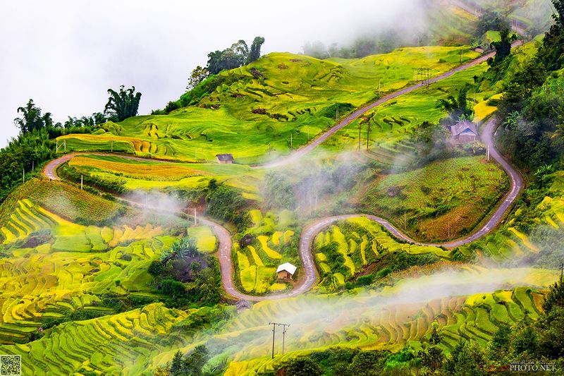 quanphoto, landscape, road, golden, rice, terrace, farmland, agriculture, culture, rural, highland, clouds, vietnam Golden Roadphoto preview