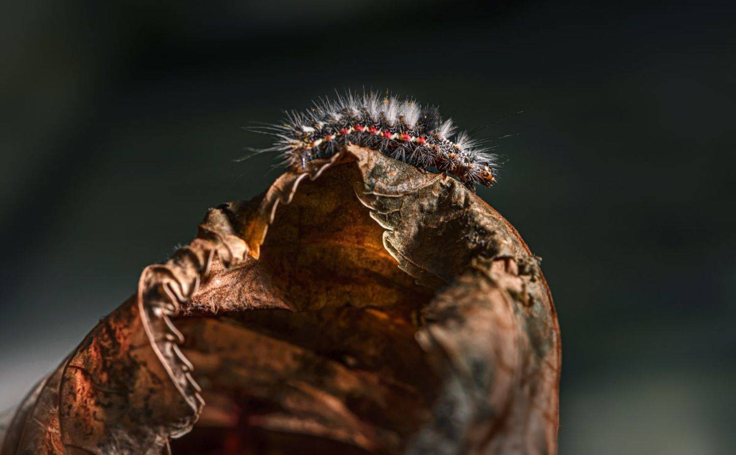 Царь горы. Автор: Неля Рачкова природа, макро, насекомые, гусеница, Неля Рачкова