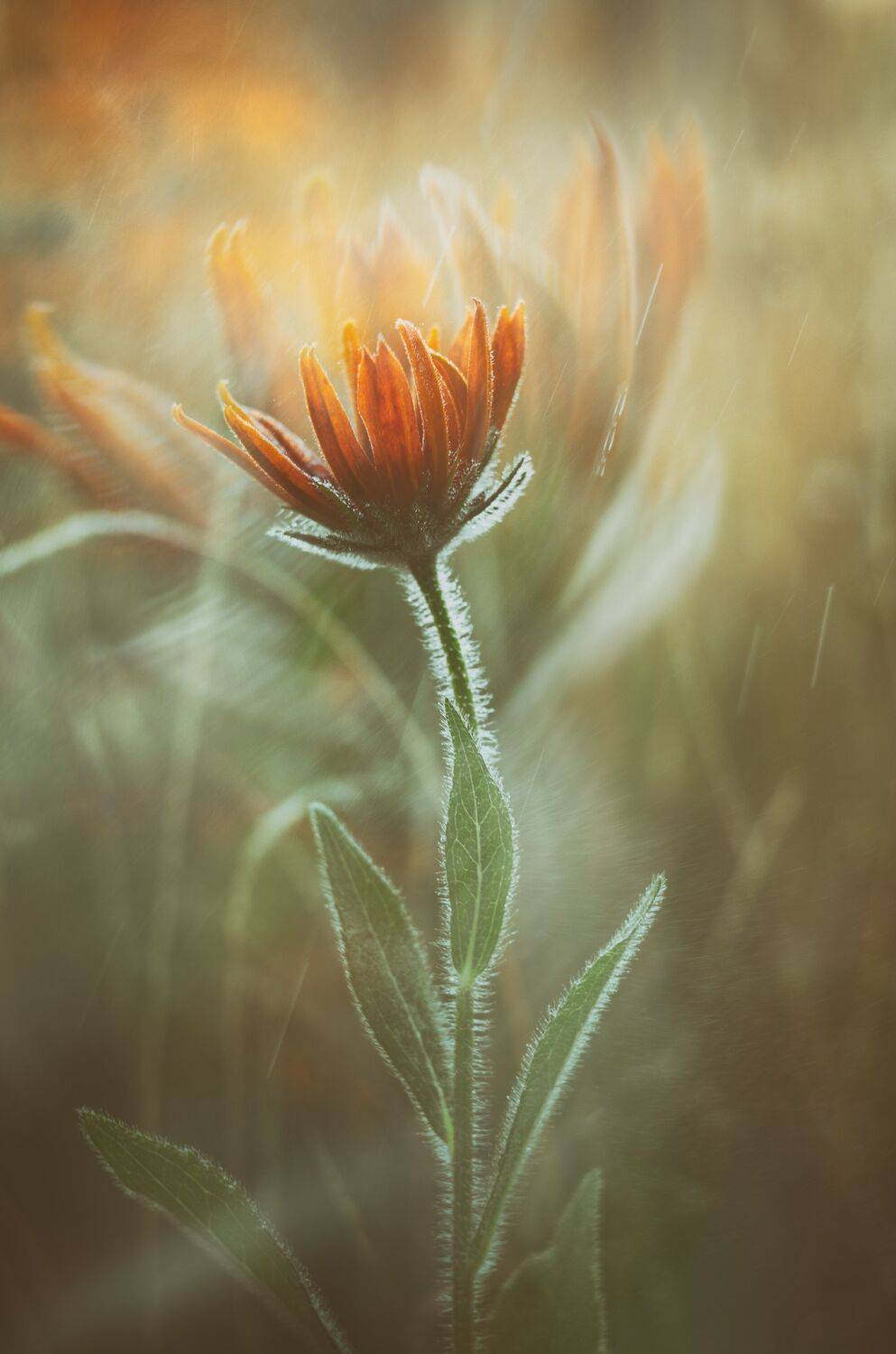 Цветы, астры, растения, рудбекия, Shadow Anna