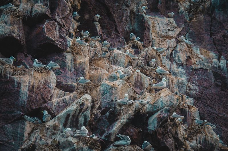 арктика, север, териберка, баренцево море, птицы Птичий базарphoto preview