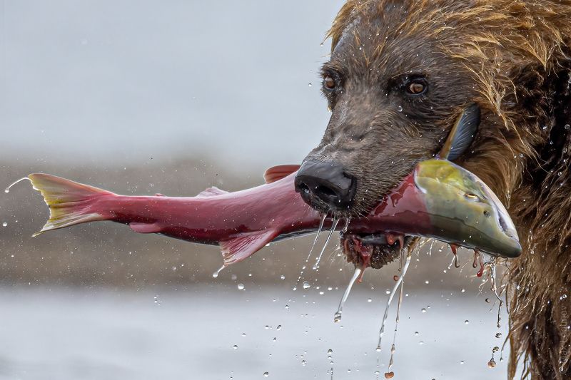 -Поймалась!photo preview