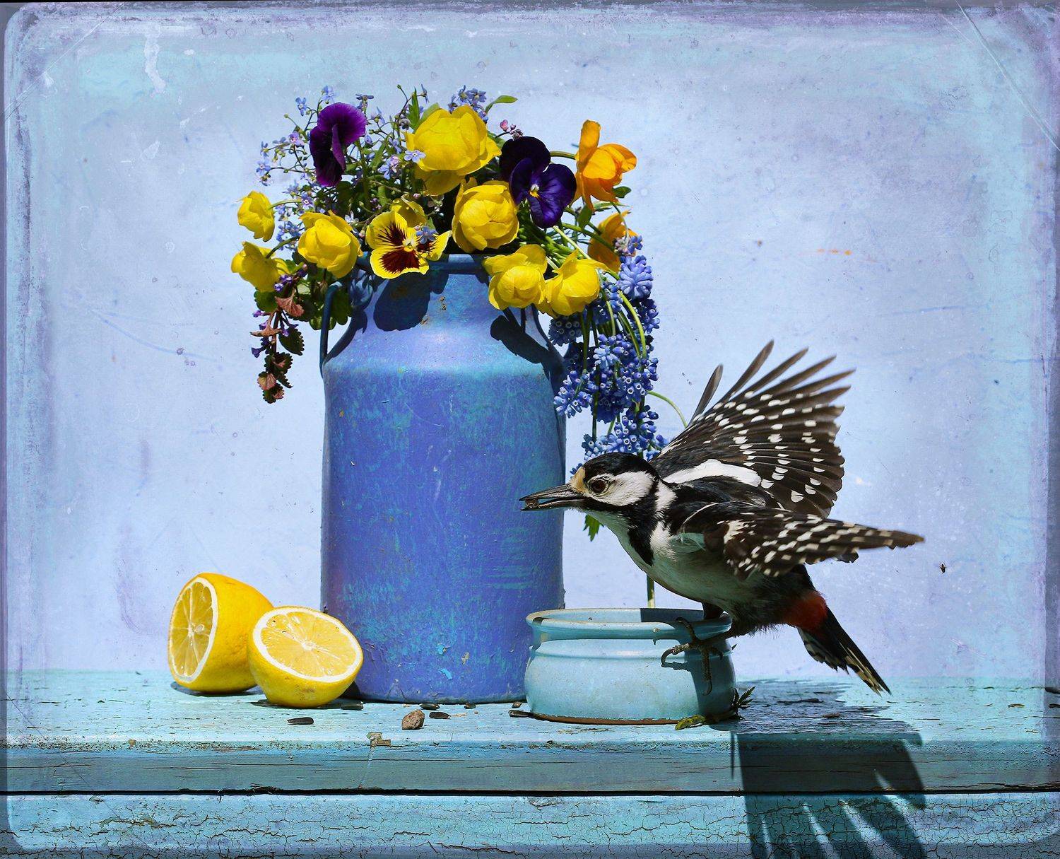 dendrocopos major, Хромушин Олег