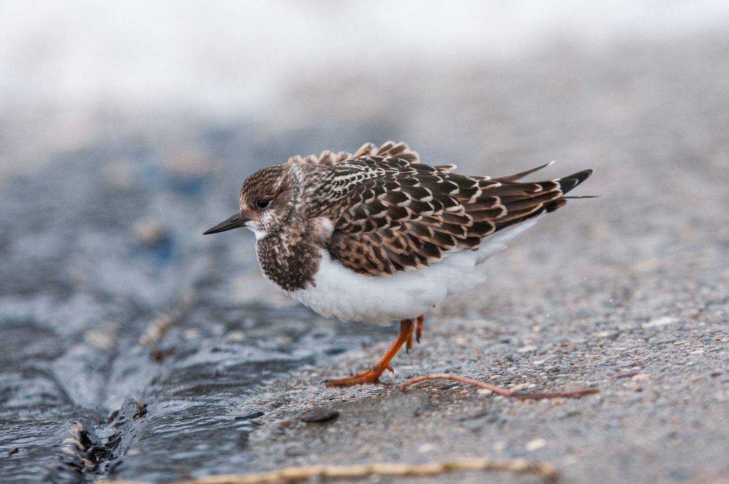 Автор: Динара Зуйкова , Динара Зуйкова