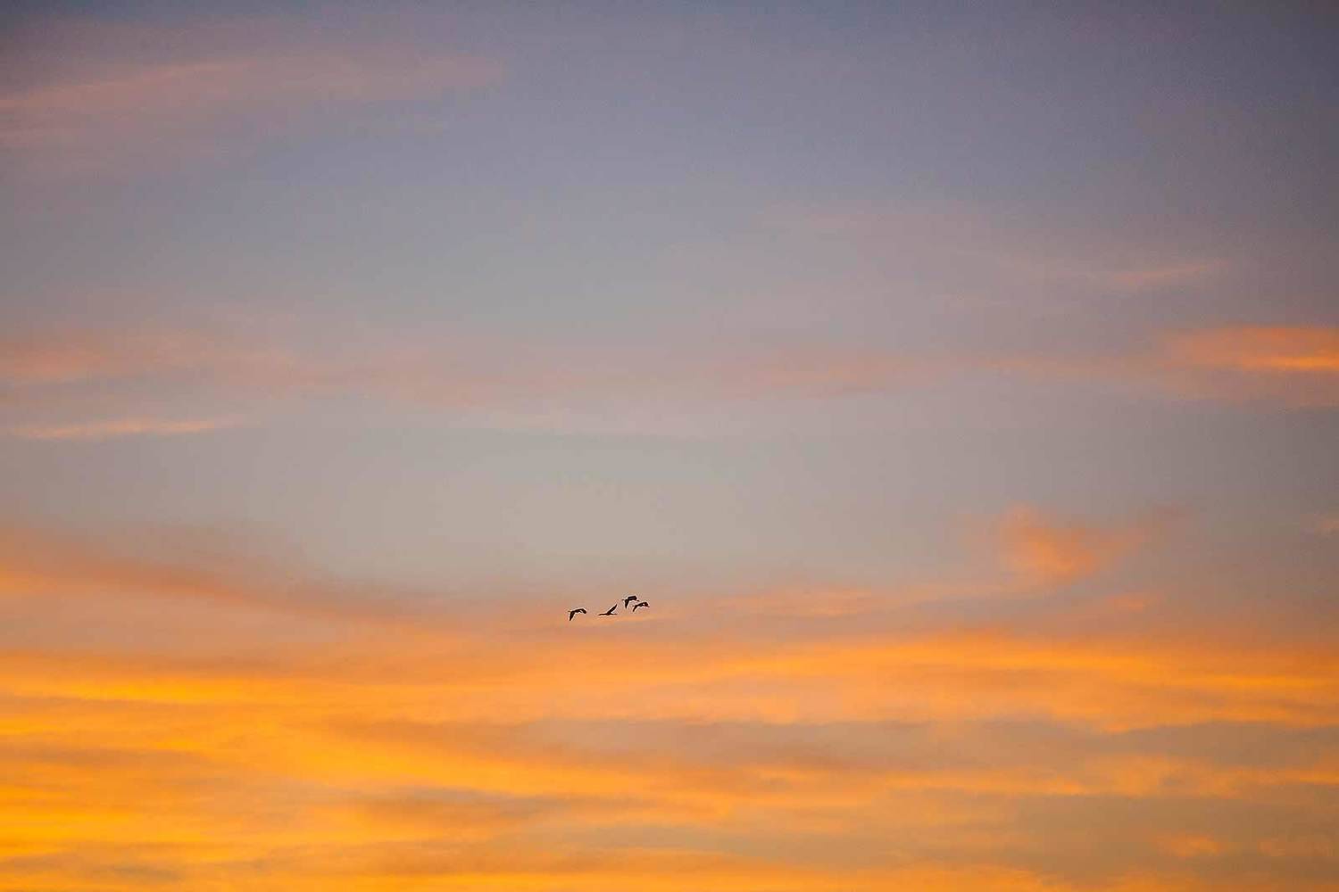 Журавли на рассвете. Автор: Напалкин Станислав , Напалкин Станислав