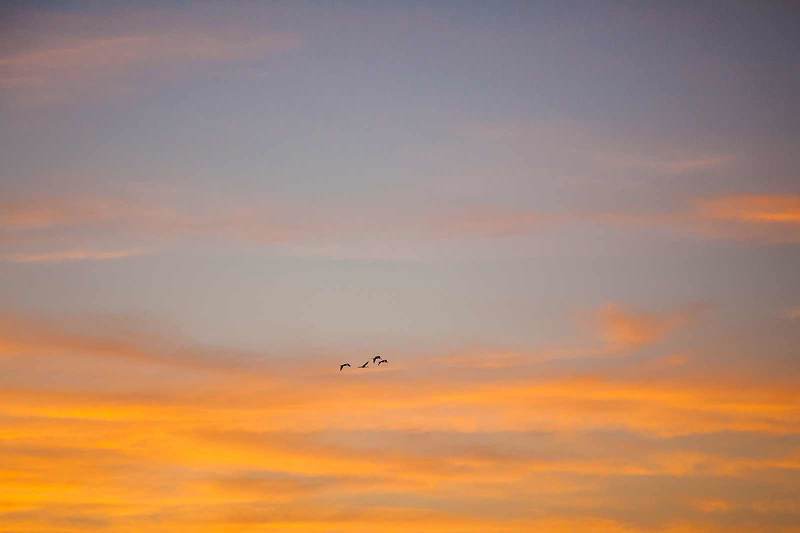 Журавли на рассветеphoto preview