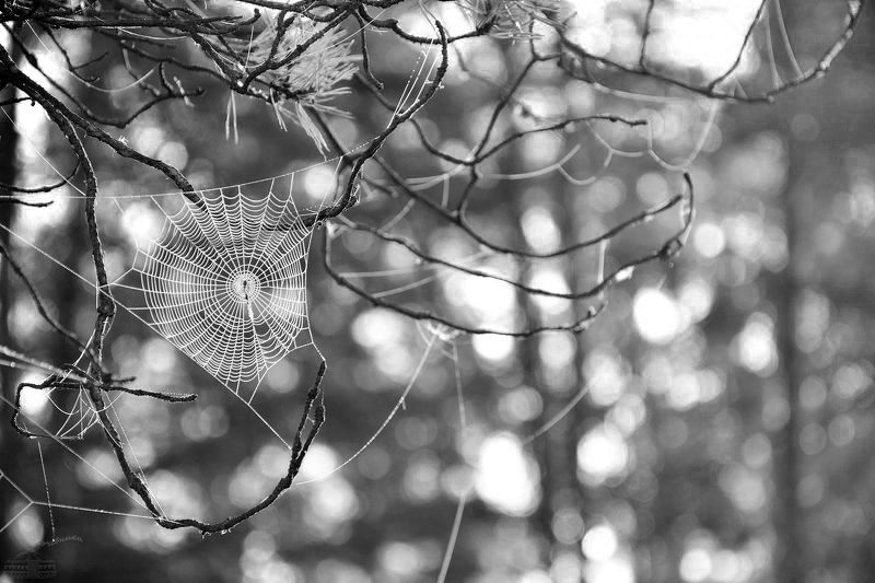 Паутина мираphoto preview