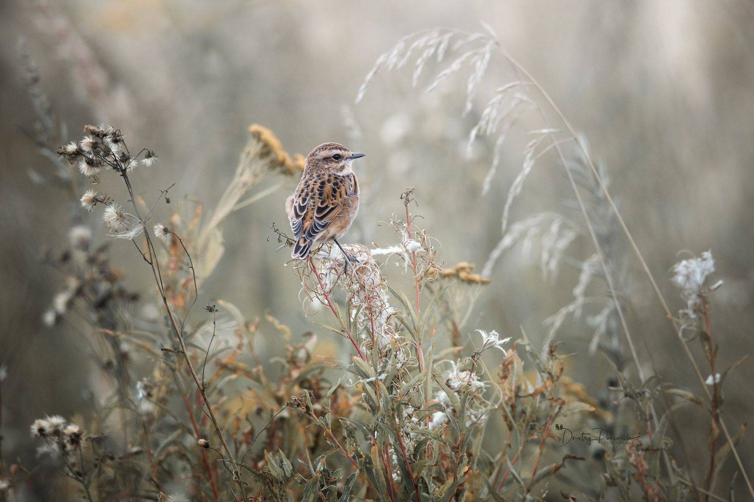 природа, лес, поля, огороды, животные, птицы, макро, Посевич Дмитрий