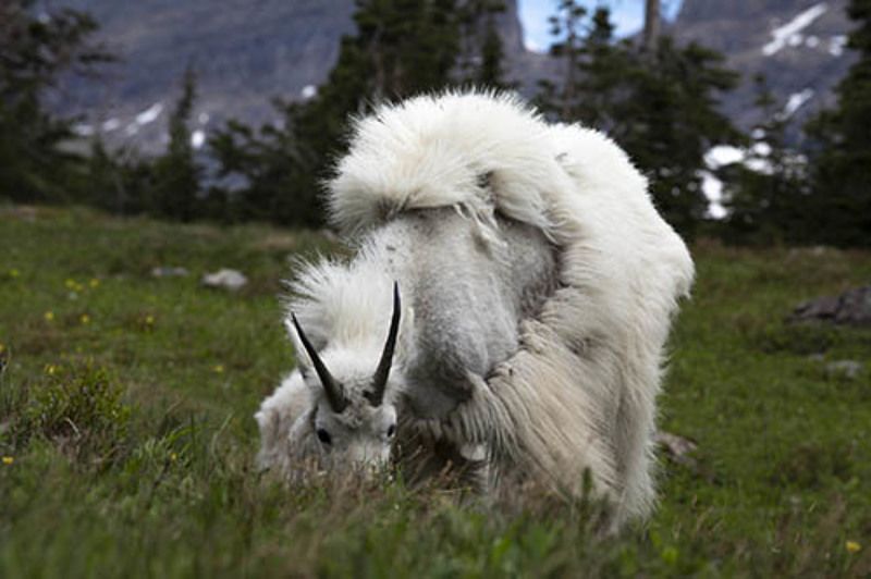 Alpine Goats Glacier National Park U.S.A Alpine Goats photo preview