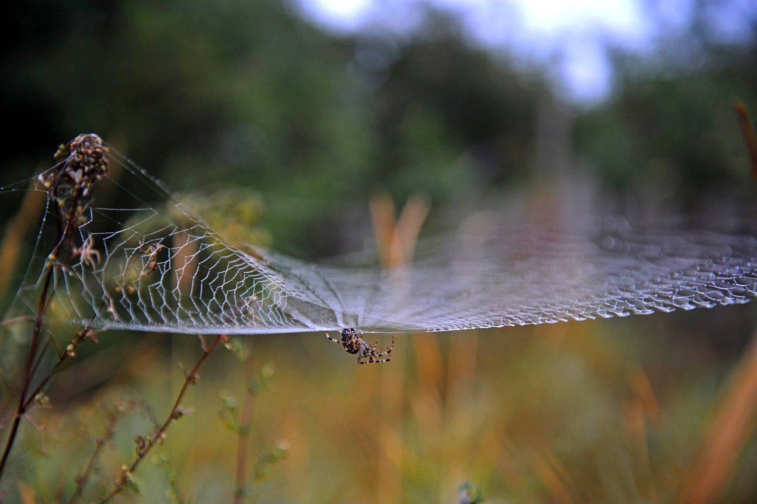 *. Автор: Дарья Васильева , Дарья Васильева