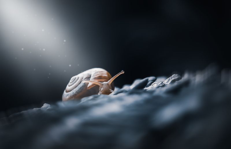 улитка, моллюск, макро, природа, ночь Один в ночиphoto preview