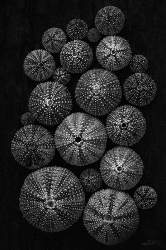 морские ежи, баренцево море, мурманская область, полуостров рыбачий, кольский полуостров, абстракция, арт, морские текстуры, папоротник, чб, лесные текстуры Морские ежи и папоротникиphoto preview