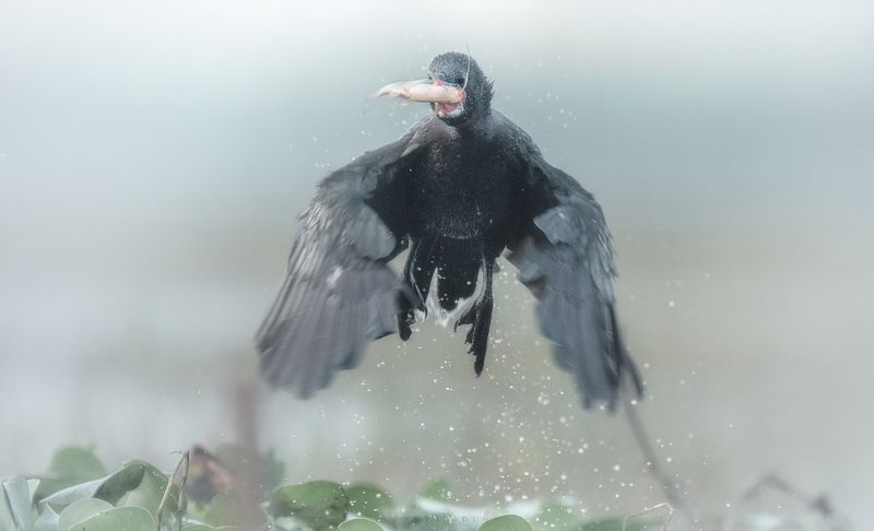 wildlife, art, nature, wild, bird, animal Cormorant With Fishphoto preview