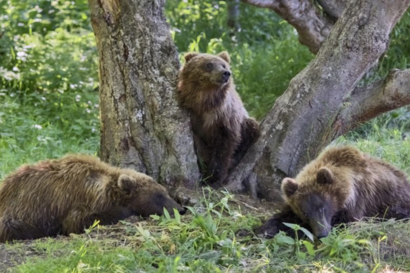 Дневной сонphoto preview