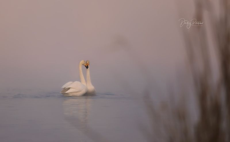 Лебеди photo preview