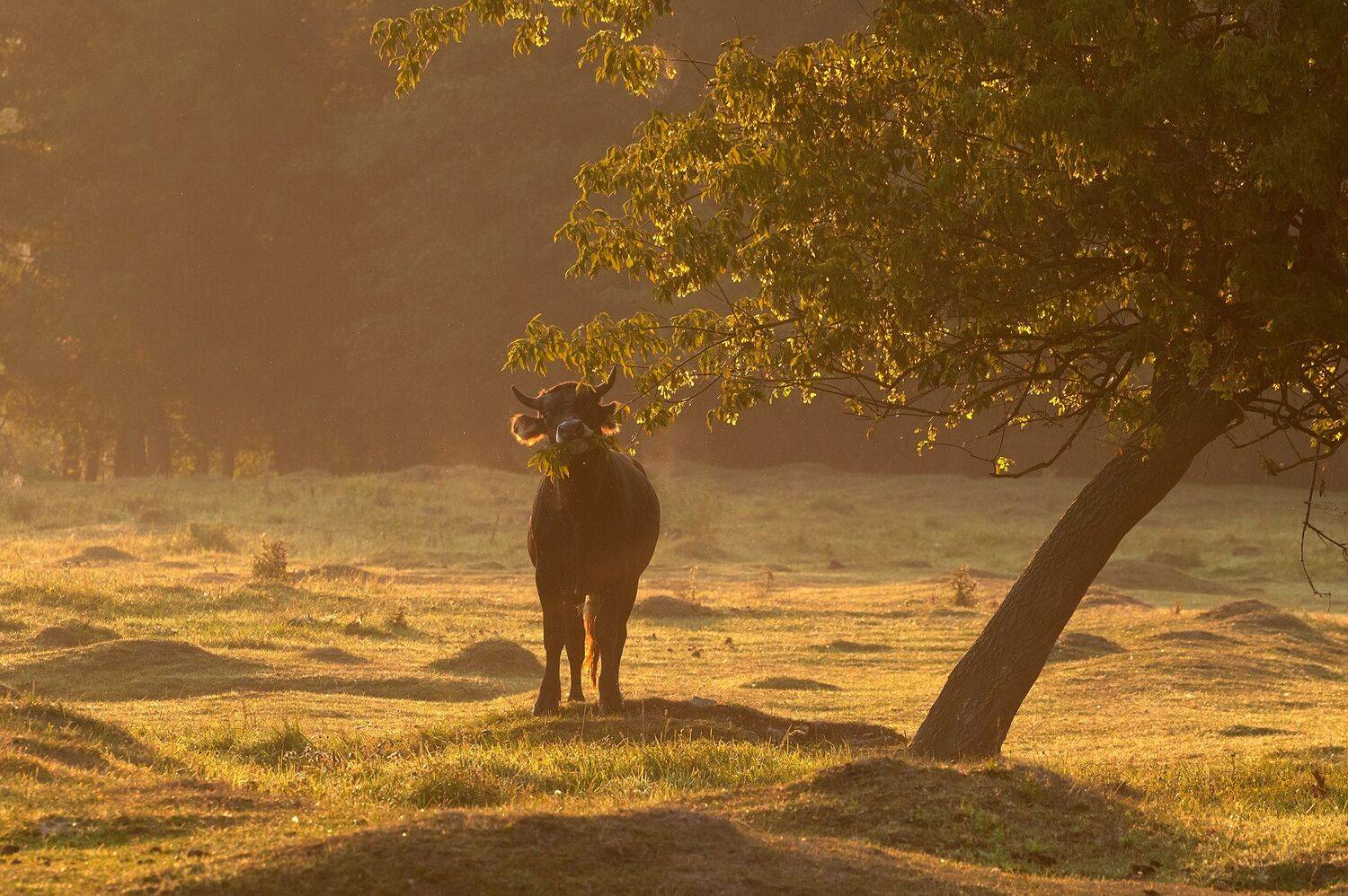 Завтрак. Автор: Виталий Стрельцов , Виталий Стрельцов
