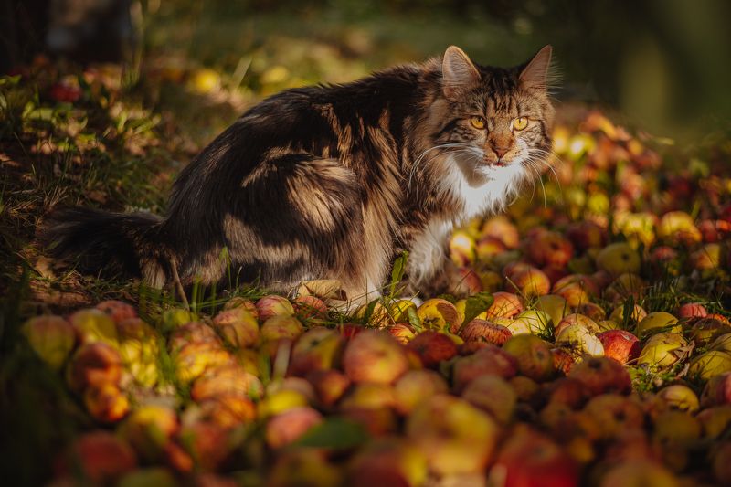 кот, яблоки, осень Кот в яблоках фото превью