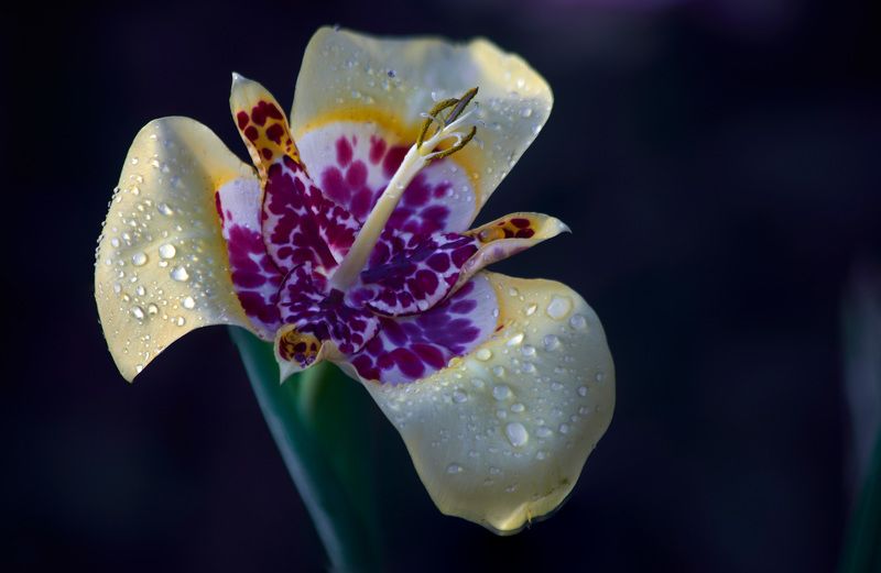 Уже 4-й год гостит у меня в саду  южноафриканская красавица - тигридия!  Я влюблен в этот цветок! По своей красоте и разнообразия окрасок он поспорит со многими орхидеями, а по простоте ухода с гладиолусами … Мой сад. Москваphoto preview