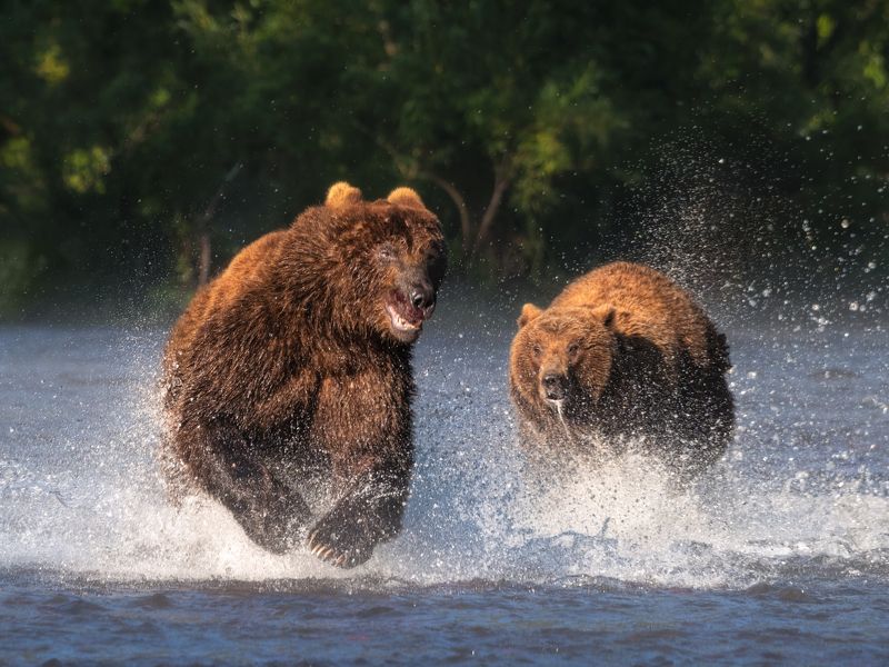 медведи, камчатка Погоняphoto preview