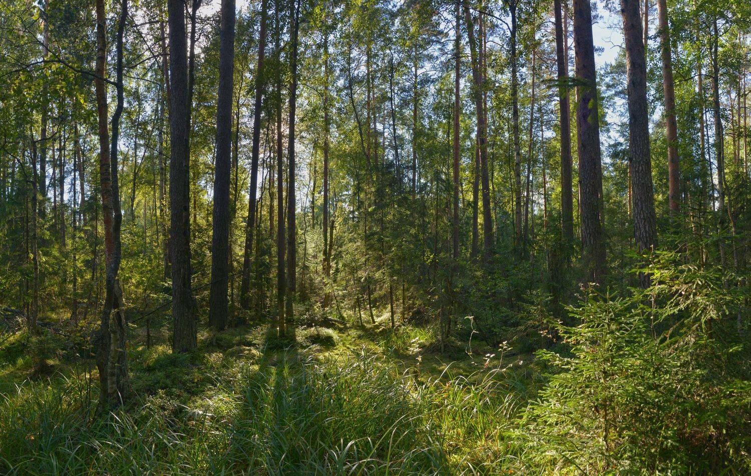 , Сергей Седов