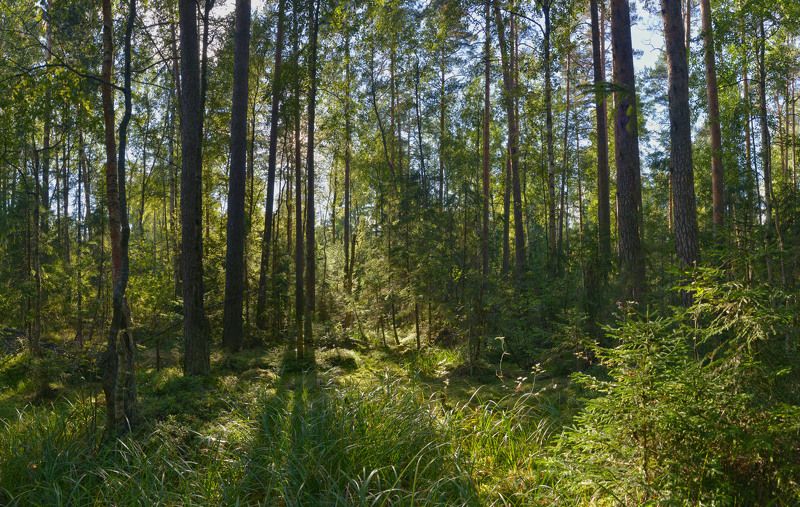 Солнечный лесphoto preview