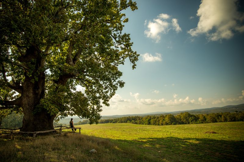 Century-old oak in Strandja mountainphoto preview
