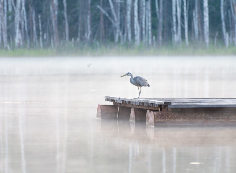 птица, цапля, туман, озеро, утро, озеро, ленёво, Цапля в тумане..photo preview