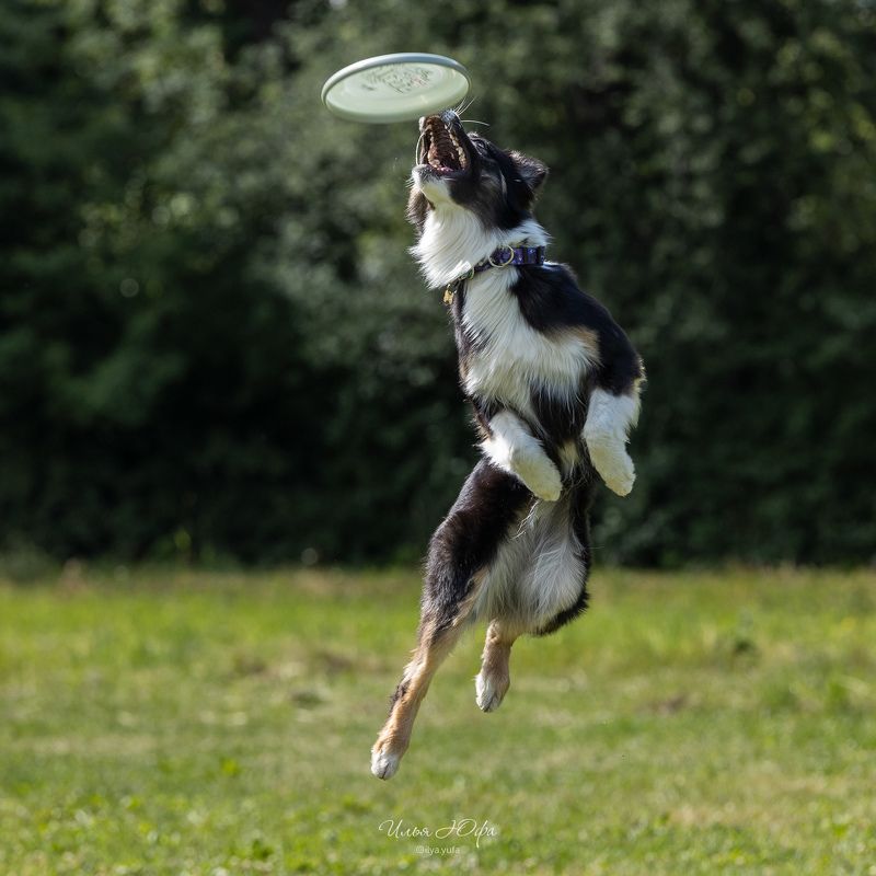 фризби,собаки,соревнования,discdog,dogfrisbee,dogsport,doglife,спортссобакой,спортивнаясобака,догфризби,человексобакедруг,dogtricks,sportdog,happydogs,догфризбиклубпетергоф,догфрисби photo preview