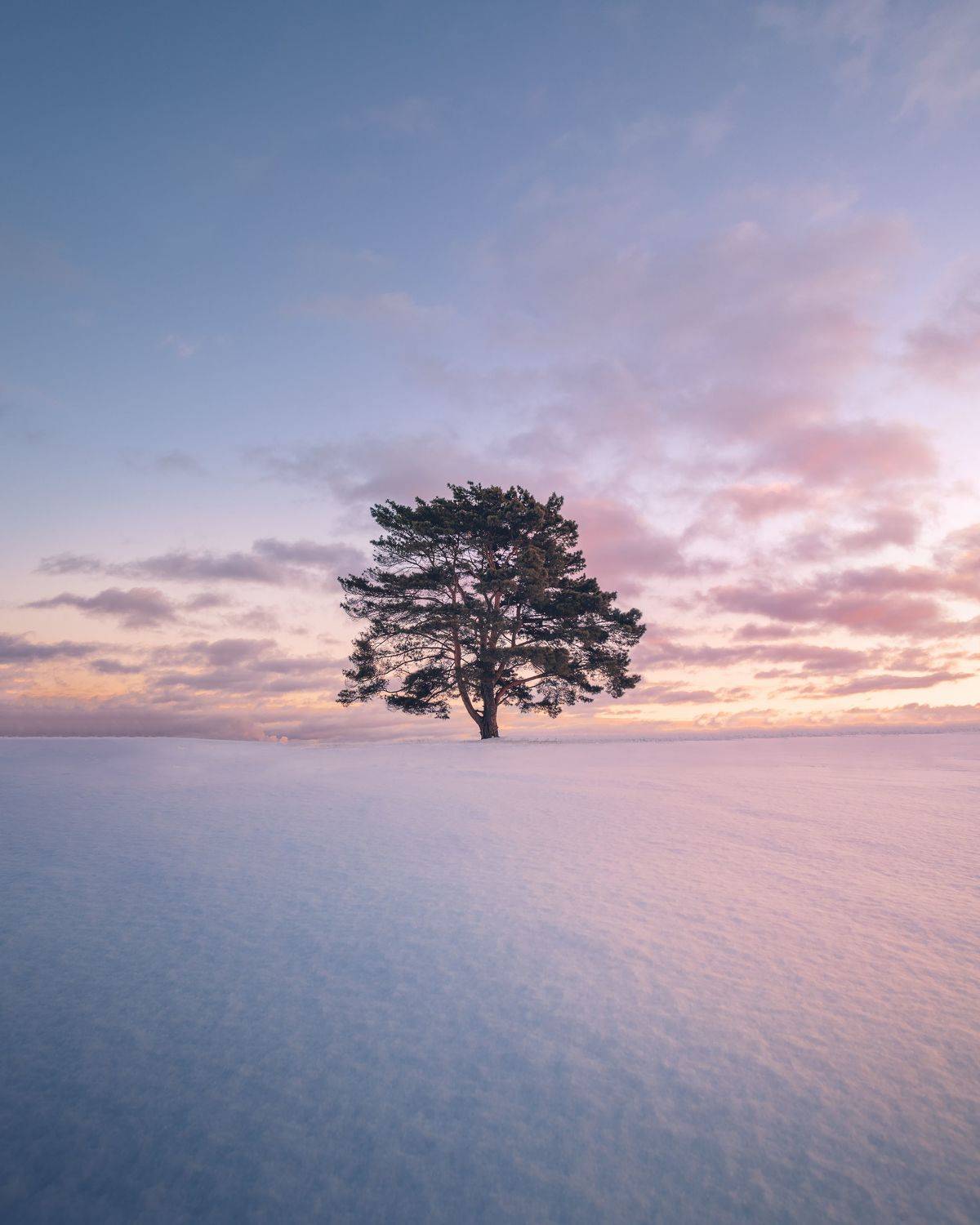 , Разум Митя