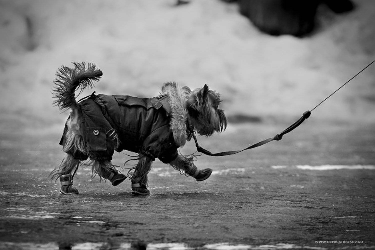 Левой-правой! Ать,два! (Ч\б). Автор: Denis Khorkov , Denis Khorkov