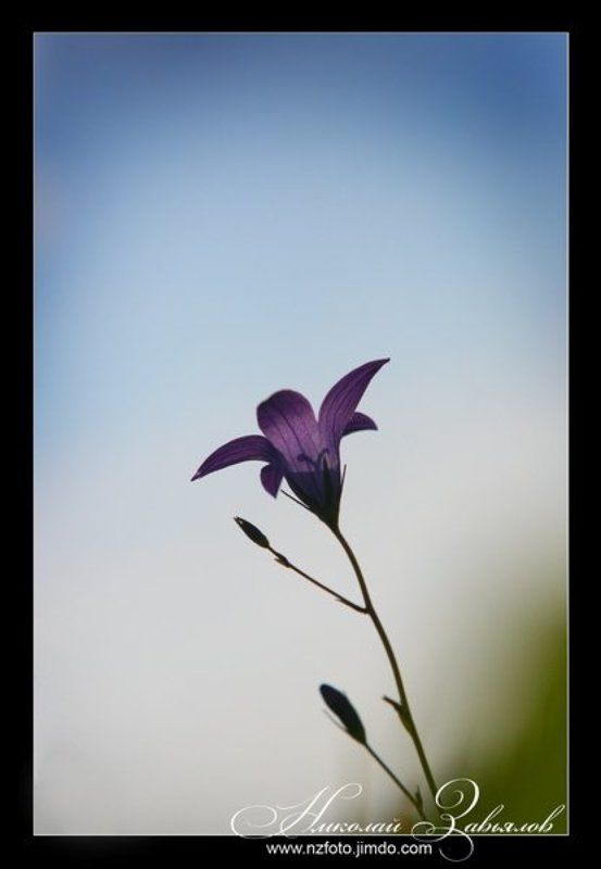 Цветочек...photo preview