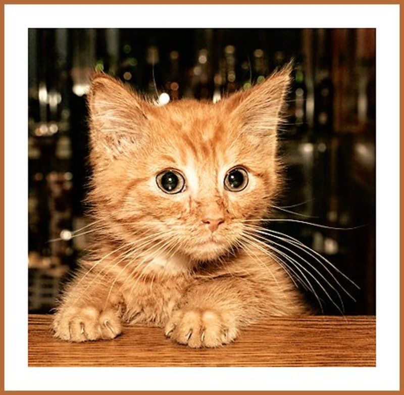 портрет А что такое 1 апреля?photo preview