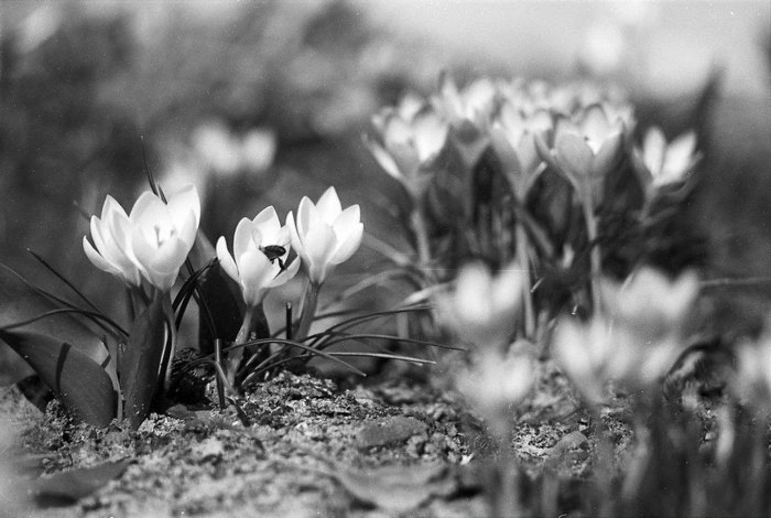 Первые цветы. Автор: Кирилл Шибут , Кирилл Шибут