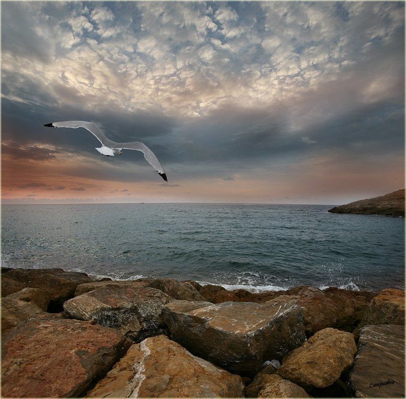 испания, рассвет, чайка Тревожный каталонский рассвет фото превью
