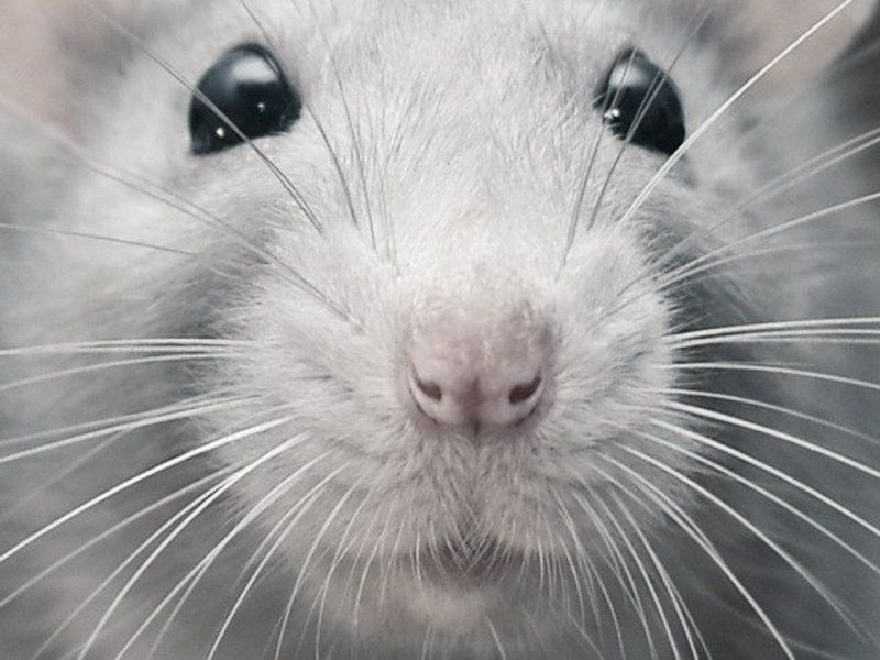 Портретикphoto preview