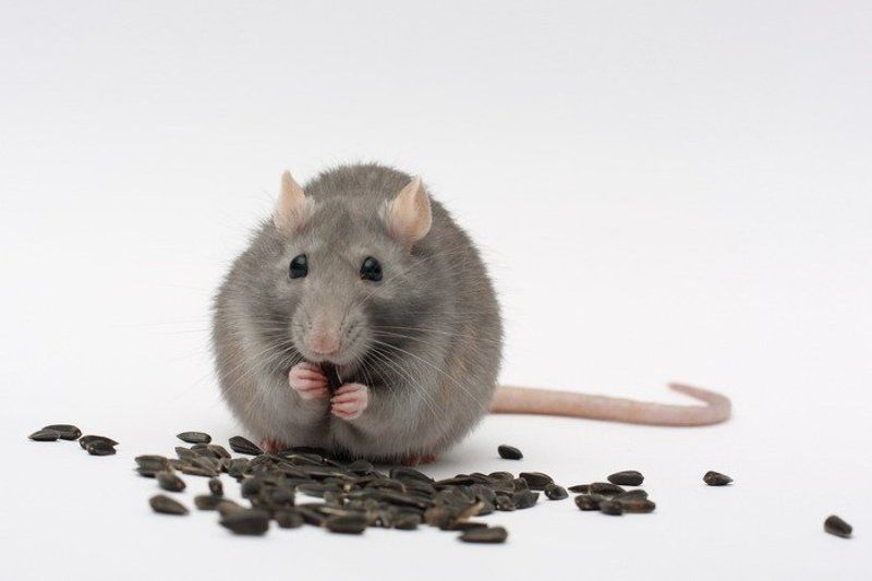 Ням-нямphoto preview