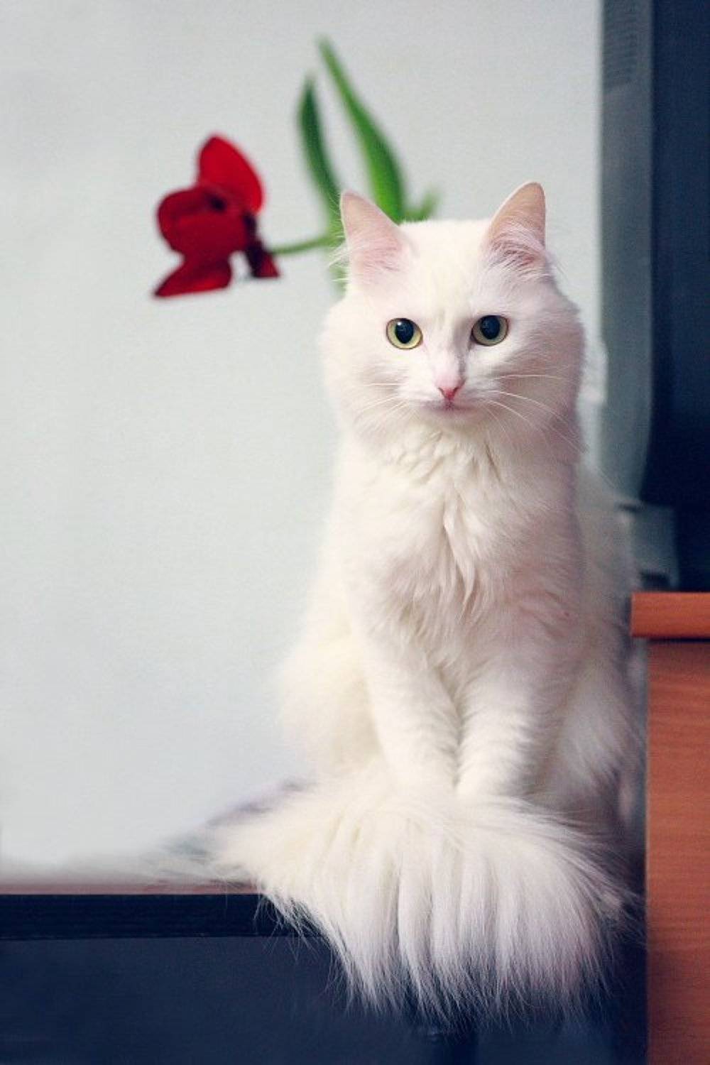 кошка, Eugene M Dudarev