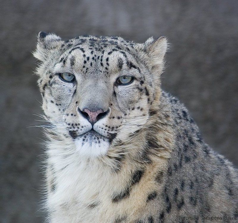 Барсphoto preview