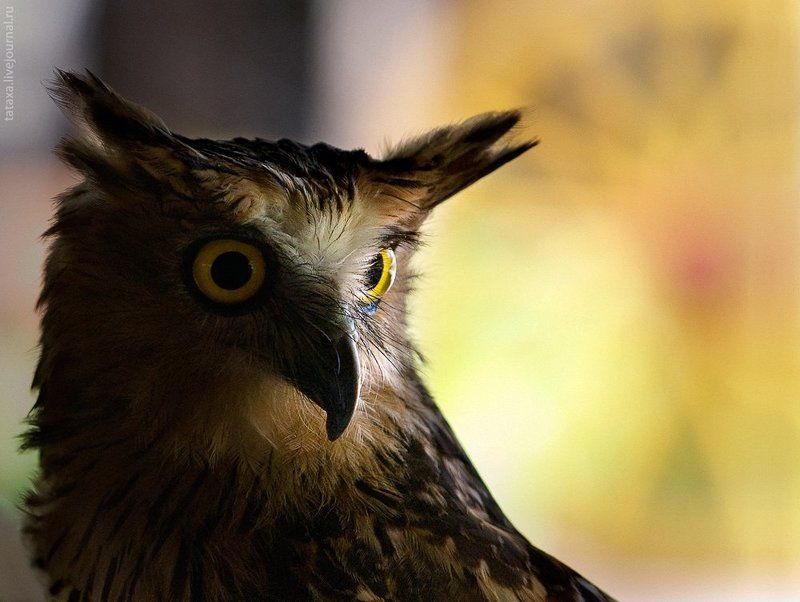 эти желтые глазищиphoto preview